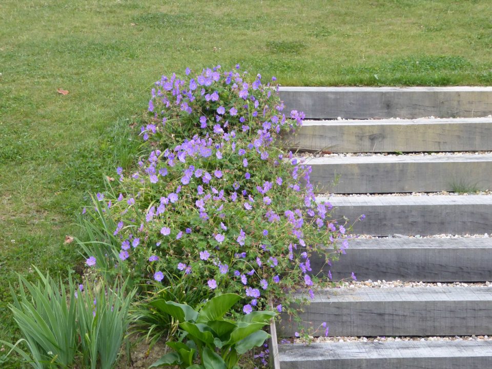 Fleurs et escalier